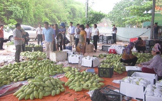 Huyện Yên Châu (Sơn La): Khai thác lợi thế, phát triển vùng cây ăn quả theo hướng hữu cơ