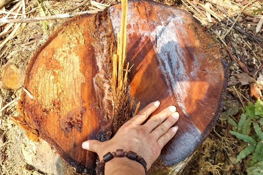 "Mục sở thị" vụ triệt hạ gỗ rừng tự nhiên ở Nghệ An