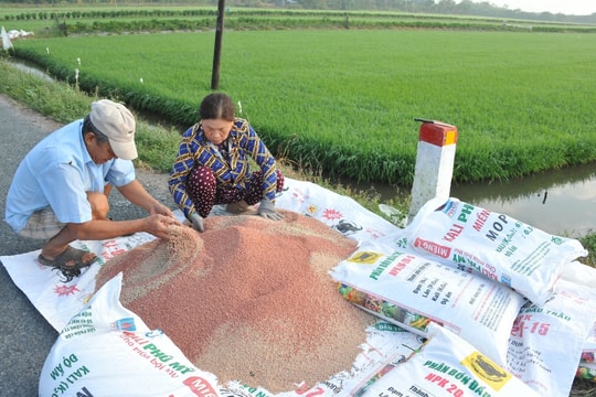 Giá phân bón neo cao, nhiều “ông lớn” ngành phân bón lãi đậm