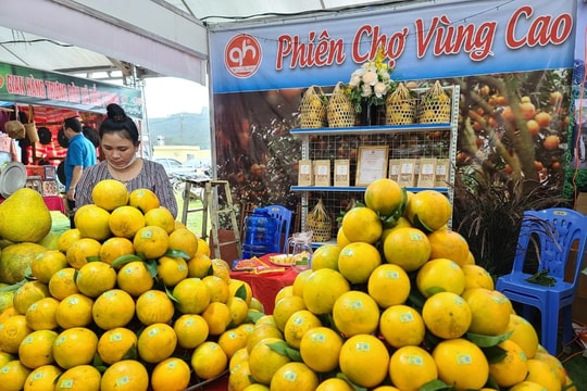 Hòa Bình: Thương hiệu cam Cao Phong với khát vọng vươn xa