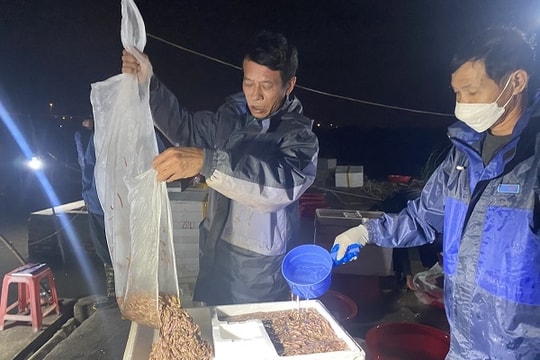 Mùa “hái lộc trời” ở Hải Dương