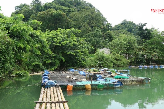 Khởi nghiệp thu trăm triệu mỗi năm nhờ nuôi cá lồng bè