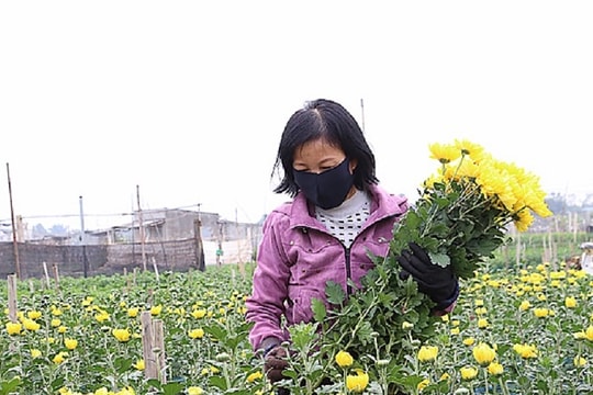 Nam Định: Làng hoa “chờ giờ” đón Tết