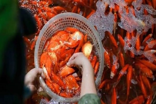 Thái Bình: Cá chép đỏ "vượt cổng làng" phục vụ Tết ông Công, ông Táo