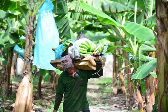 Tiêu chuẩn nông sản nội địa - Phải khắt khe như hàng xuất khẩu