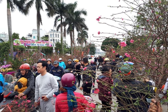 Đào, quất khoe sắc đón Tết Quý Mão 2023