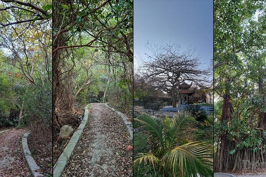 [CẢM XÚC XUÂN] Du Xuân đảo Dáu