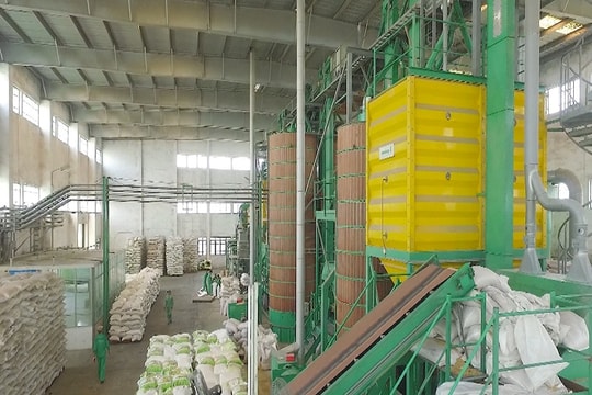 Thái Bình: Doanh nghiệp xuất khẩu gạo tìm cách vượt khó