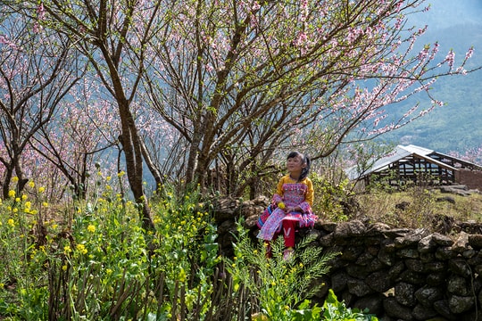 Nhìu Cồ San rực rỡ khi hoa xuân về