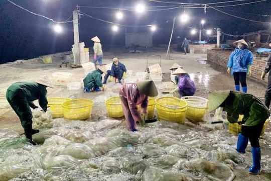 Doanh nghiệp đề xuất xuất khẩu chính ngạch sứa sang Trung Quốc