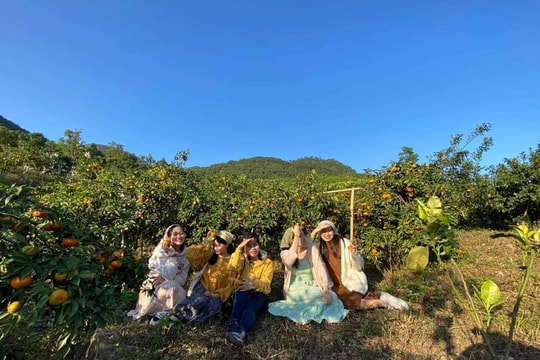 Vườn cam Vạn Yên - điểm đến của du lịch sinh thái
