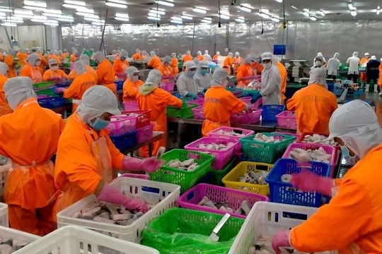 ANV dự kiến phát hành 1.331 tỷ đồng cổ phiếu tăng vốn cổ phần