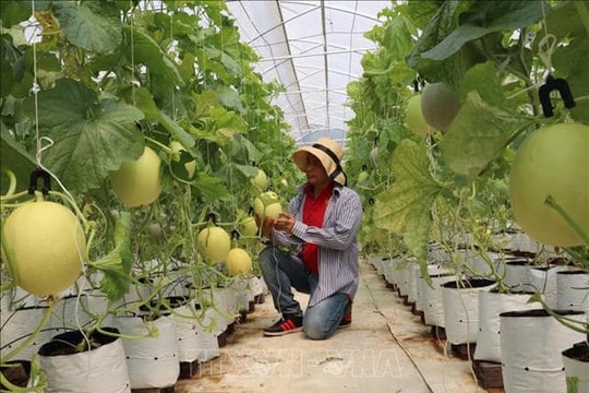 Phát triển nông nghiệp công nghệ cao còn chưa đồng bộ