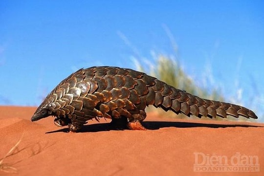 Gia tăng hoạt động buôn bán động, thực vật hoang dã trái phép trên Internet