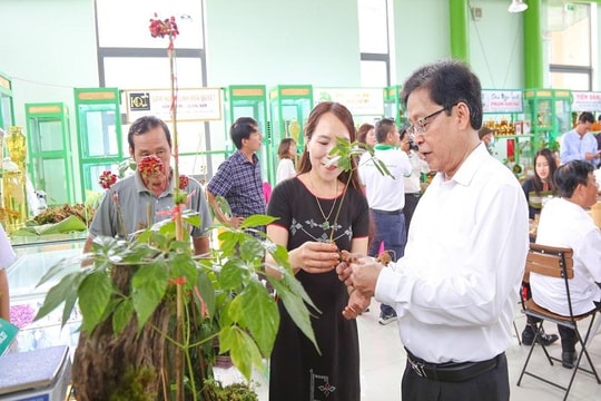 Quảng Nam: Khát vọng nguồn thu tỷ USD từ vùng sâm Ngọc Linh