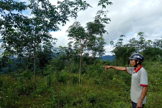 Nghệ An: Doanh nghiệp lấn chiếm hàng chục ha đất để trồng cao su?