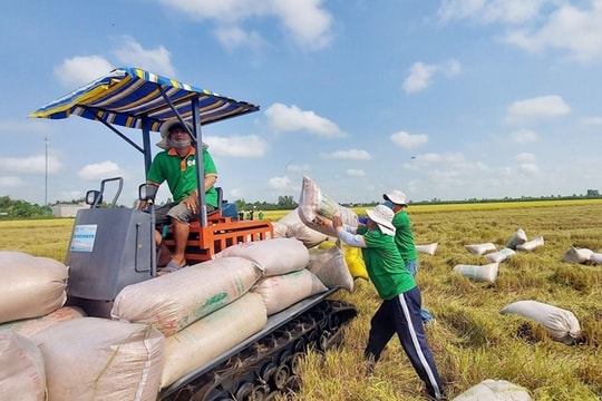 Kiến nghị tăng hạn mức tín dụng cho doanh nghiệp thu mua gạo