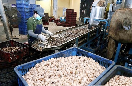 Vì sao nhiều doanh nghiệp Việt bị lừa xuất khẩu?