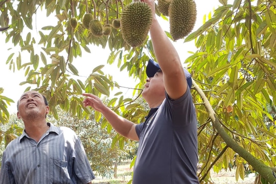 Đến năm 2030, phấn đấu xuất khẩu cây ăn quả đạt 6,5 tỷ USD