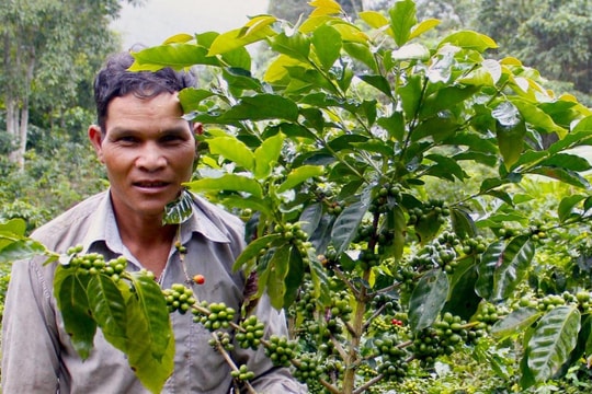 Chuyện cà phê xứ lạnh