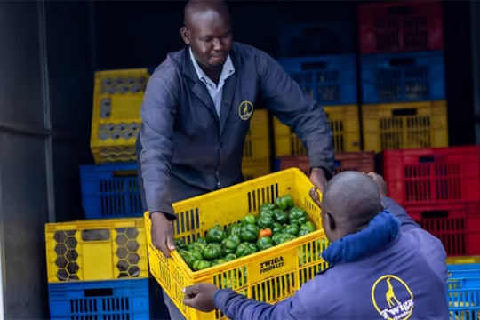 Nền kinh tế vĩ mô nhiều biến động khiến startup Twiga Foods phải sa thải 33% nhân viên