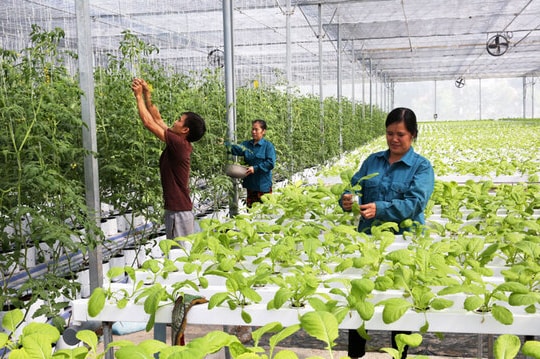 Nâng "chất" doanh nghiệp nông nghiệp