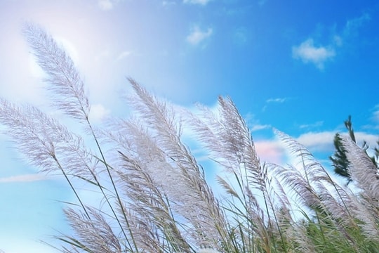 Mùa thu về Bình Liêu ngắm từng vạt hoa lau nở trắng đồi