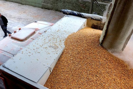 Châu Âu "lục đục" nội bộ vì ngũ cốc Ukraine