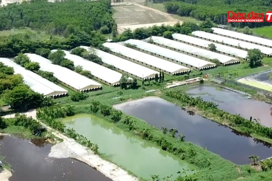 Doanh nghiệp chăn nuôi phải áp dụng công nghệ xử lý chất thải