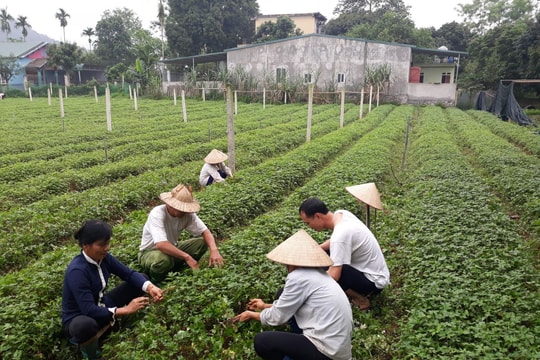 Phát huy thế mạnh nguồn dược liệu
