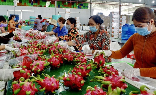 Tìm lại vị thế xuất khẩu cho “trái cây tỷ đô”