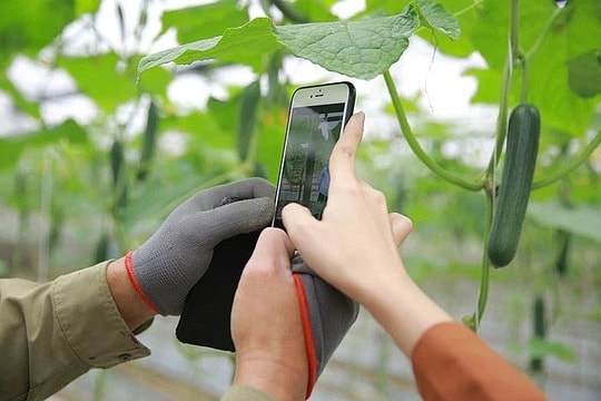 Kết nối tiêu thụ sản phẩm miền núi qua nền tảng thương mại điện tử