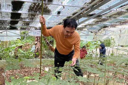 Quảng Nam làm gì để hiện thực hóa chương trình phát triển Sâm Việt Nam?