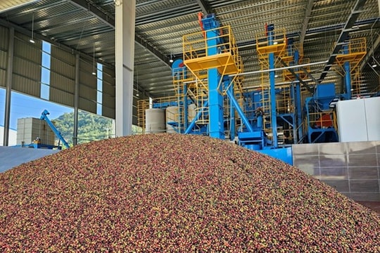 Nhà máy chế biến cà phê lớn nhất Tây Bắc và kỳ vọng tháo gỡ "nút thắt" chuỗi nông sản