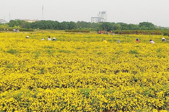 Trải nghiệm với làng hoa Phù Long Nam Định