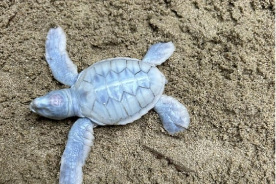 Điều kỳ diệu của thiên nhiên: Blanche - Chú rùa biển bạch tạng chào đời tại Six Senses Côn Đảo