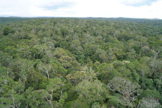 Kon Tum: Sẽ có 3000 tỷ ngân sách mỗi năm từ rừng?