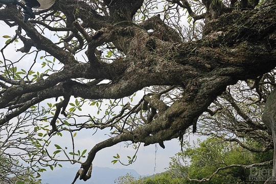Yên Tử mùa thu - quen mà lạ