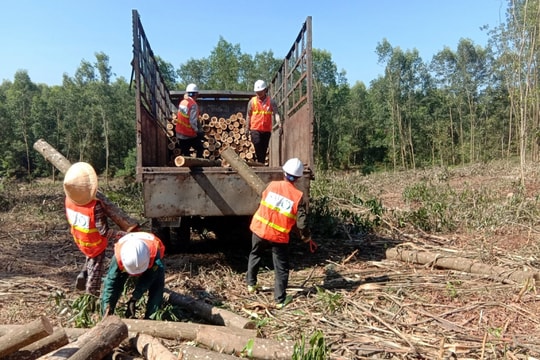 "Bài giải" nguyên liệu cho doanh nghiệp lâm nghiệp