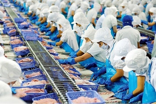 Xuất khẩu cá tra liên tục giảm, VHC gặp khó