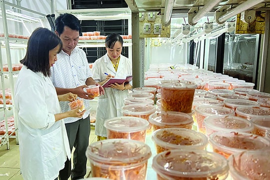 Yên Bái ứng dụng công nghệ nâng cao giá trị nông sản