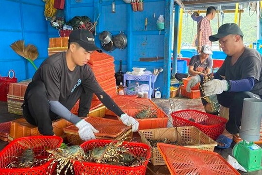 Trung Quốc dừng nhập tôm hùm Việt: Tìm cách mở "đường mới"