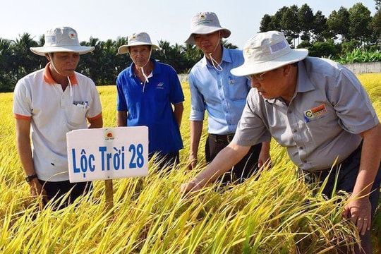 Gạo Việt Nam được vinh danh “Gạo ngon nhất thế giới”: Cơ hội “vươn xa”