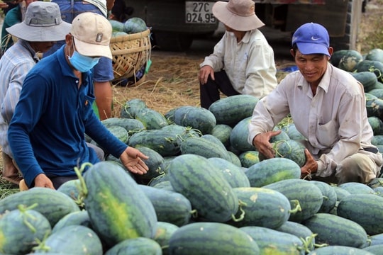 Nghị định thư về kiểm dịch "mở đường" xuất khẩu chính ngạch dưa hấu sang Trung Quốc