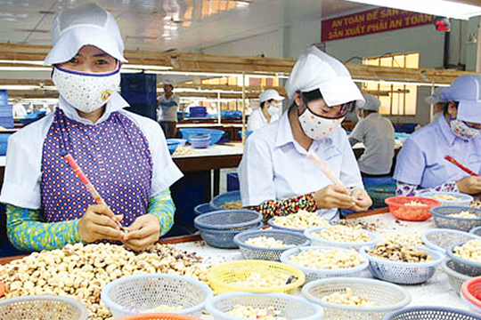 Doanh nghiệp điều vất vả vì quy định kiểm dịch thực vật 100%