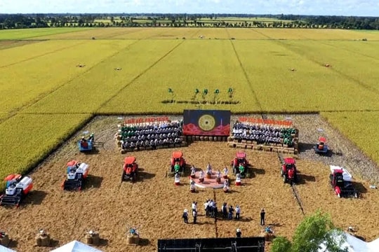 Xuất khẩu gạo "lập đỉnh" và yêu cầu phát triển bền vững