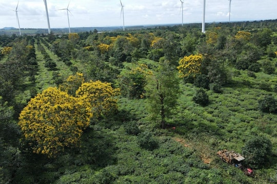 Tín hiệu tích cực của du lịch Gia Lai