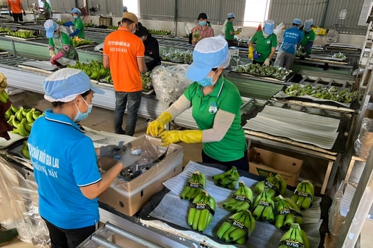 HAG xoay xở xóa lỗ