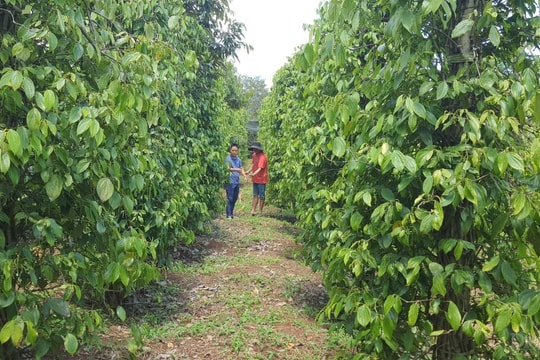 Doanh nghiệp liên kết với nông dân tạo giá trị bền vững