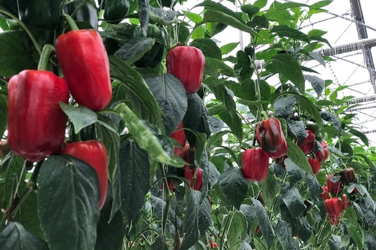 Ớt chuông đỏ từ WinEco, thêm sự lựa chọn cho bữa ăn lành mạnh